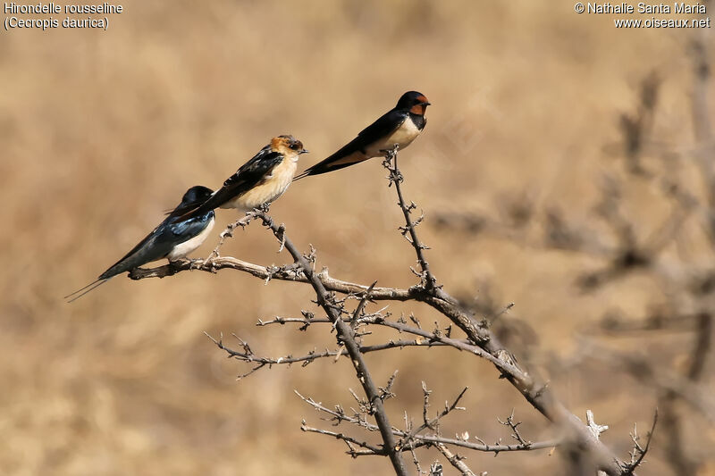 Red-rumped Swallow, habitat