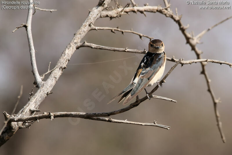 European Red-rumped Swallow, habitat