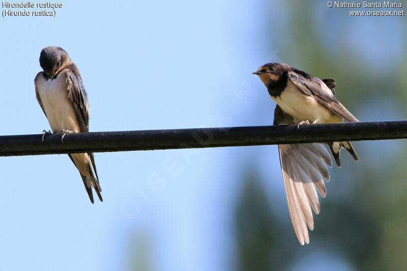 Hirondelle rustiquejuvénile, identification, soins, Comportement