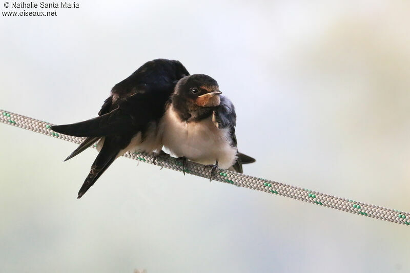 Hirondelle rustiquejuvénile, identification