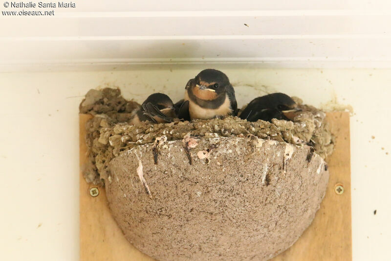 Barn SwallowPoussin, identification, Reproduction-nesting