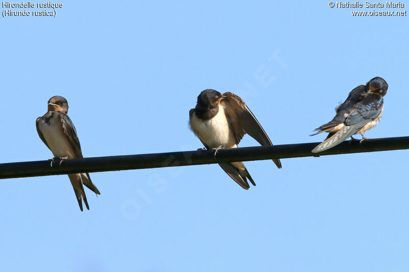 Hirondelle rustiquejuvénile, identification, soins