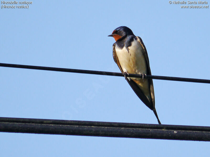 Hirondelle rustiqueadulte, identification, Comportement