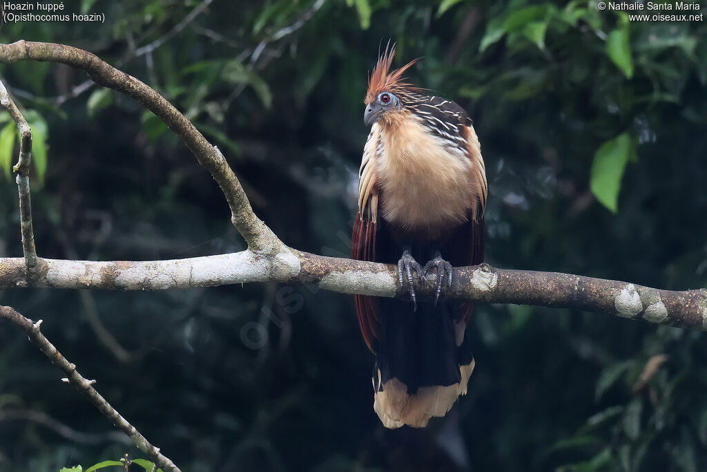 Hoatzin