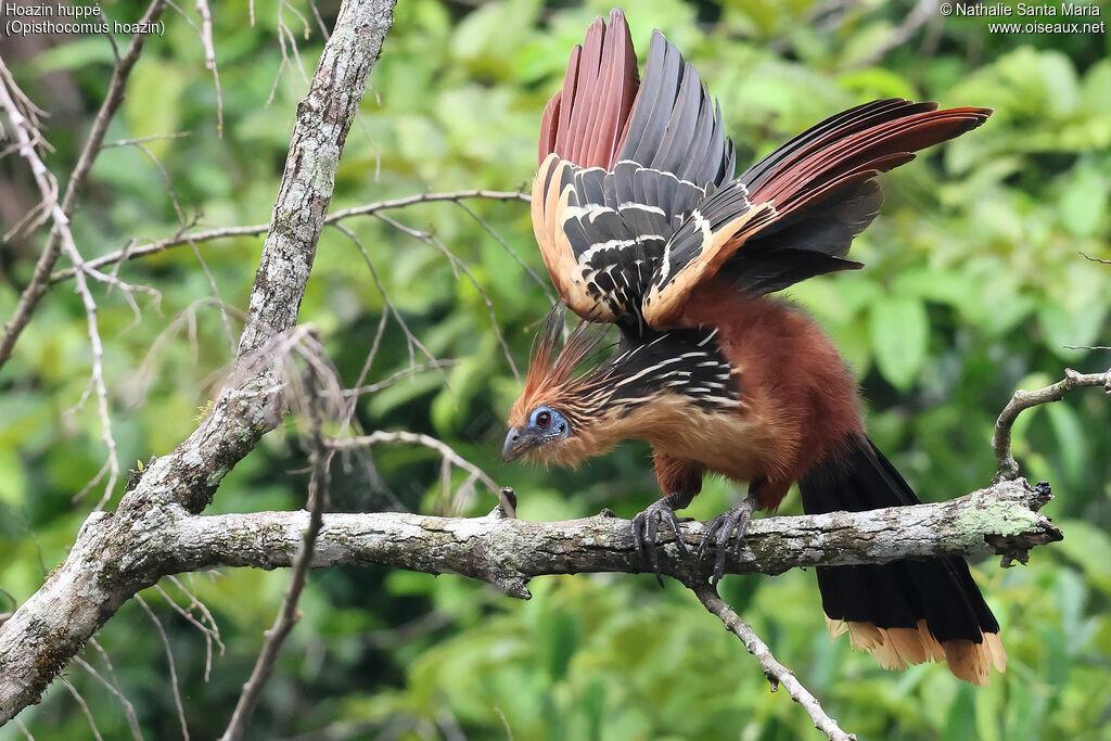 Hoatzin