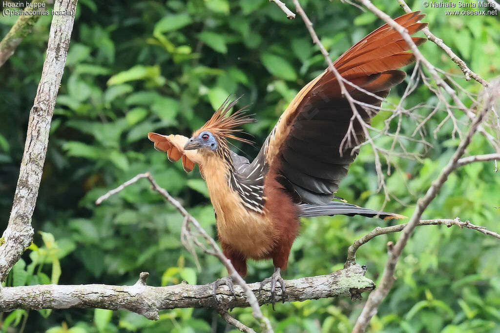Hoatzin