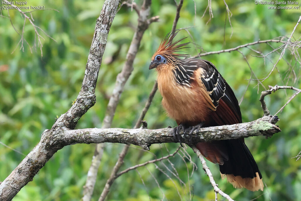 Hoatzin