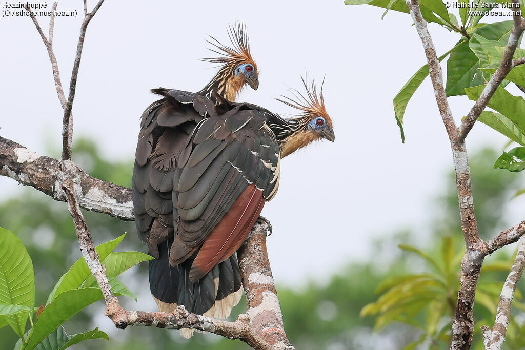 Hoatzin