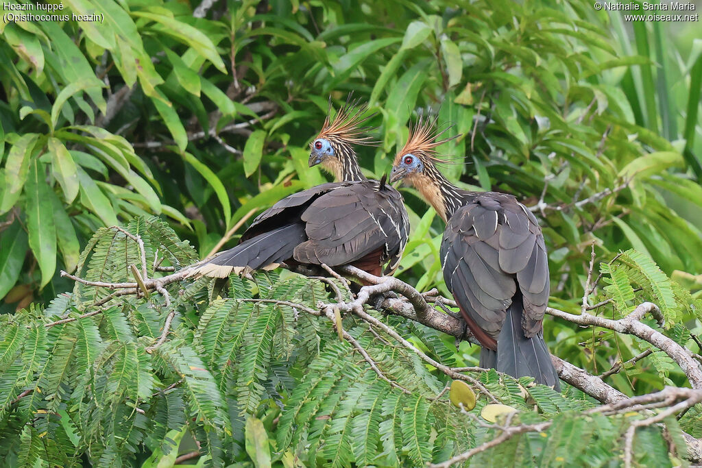 Hoazin huppéadulte, habitat