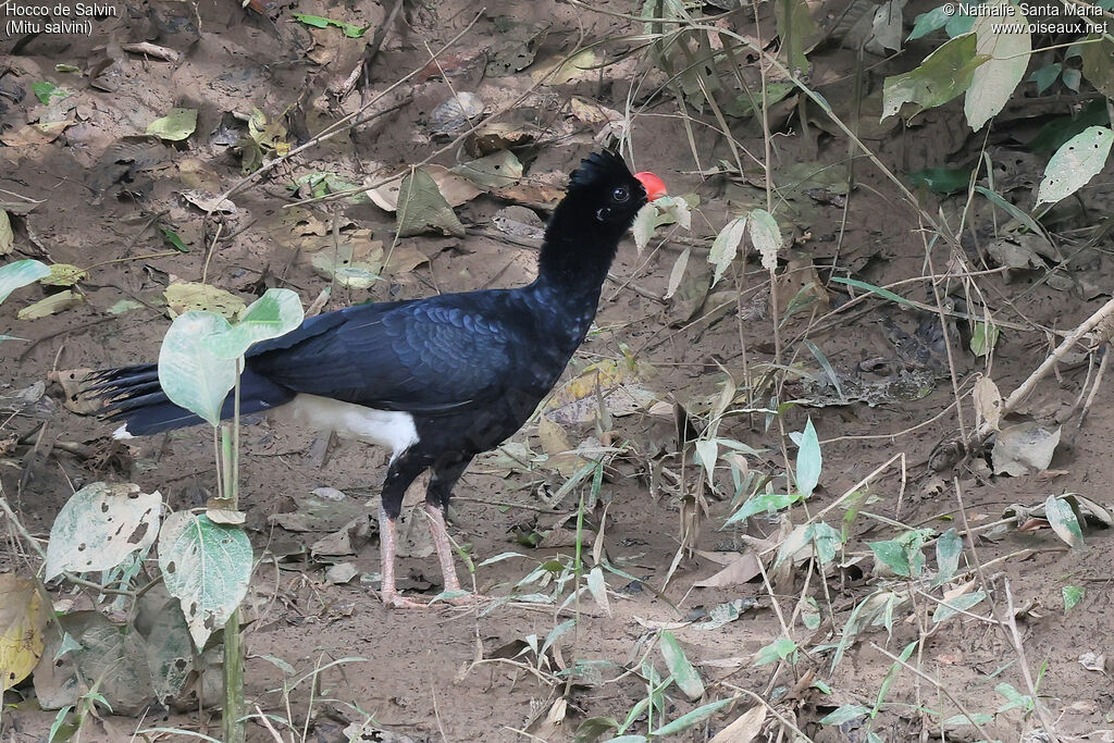 Salvin's Curassowadult, identification, pigmentation, walking