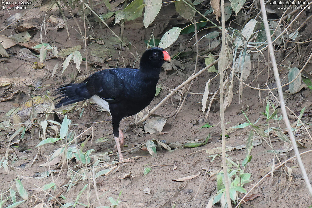 Salvin's Curassowadult, identification, walking