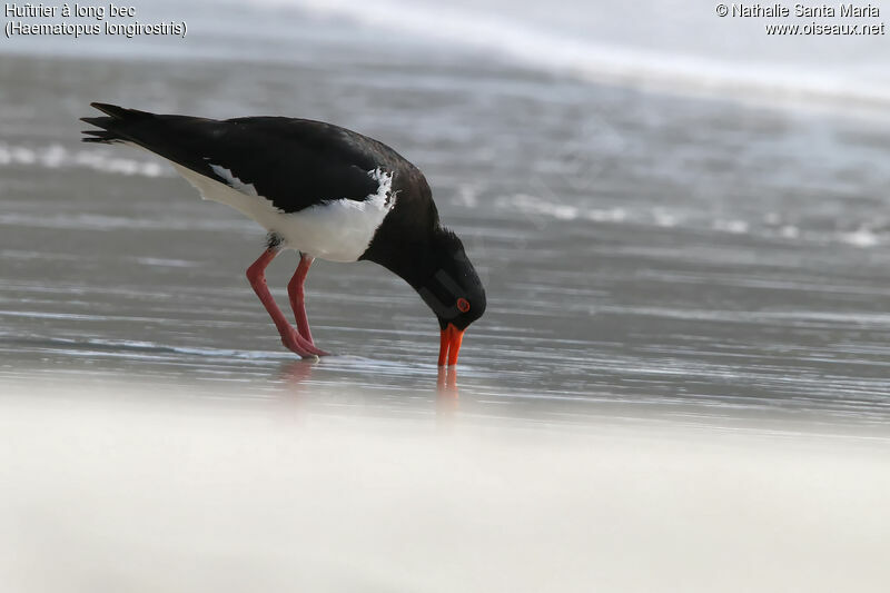 Pied Oystercatcheradult, habitat, fishing/hunting