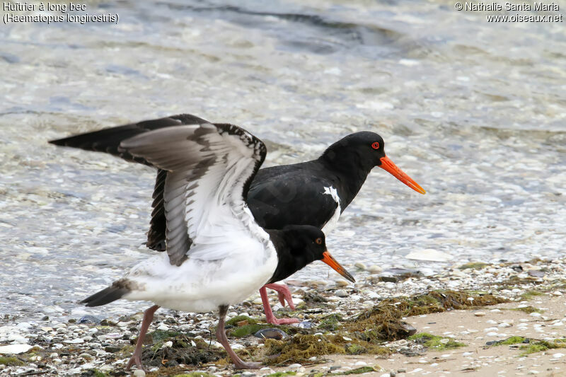 Pied Oystercatcher, habitat, walking