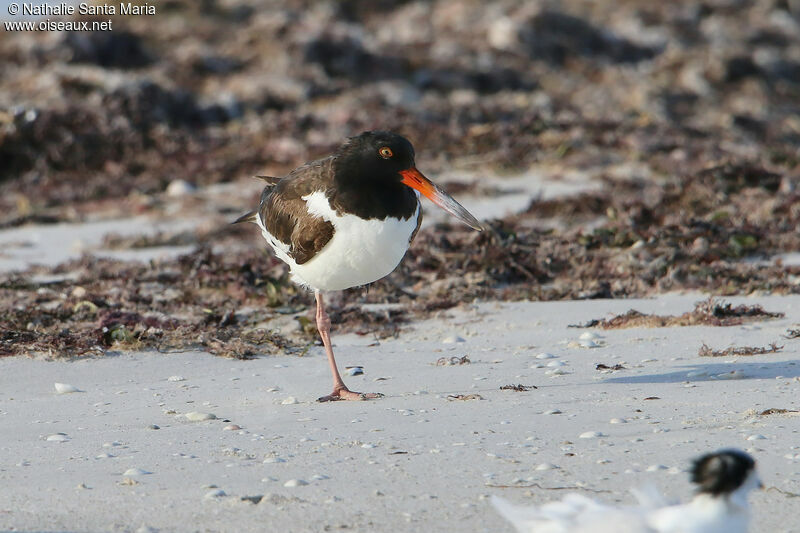 Huîtrier d'Amériqueadulte, identification