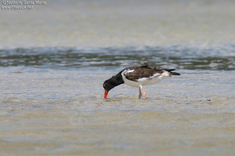 Huîtrier d'Amériqueadulte, habitat, pêche/chasse