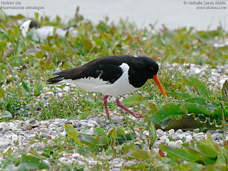 Eurasian Oystercatcheradult breeding, Behaviour