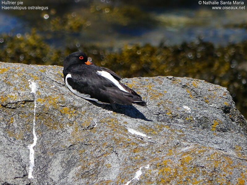 Eurasian Oystercatcheradult breeding