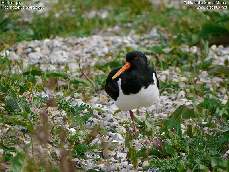 Eurasian Oystercatcheradult breeding