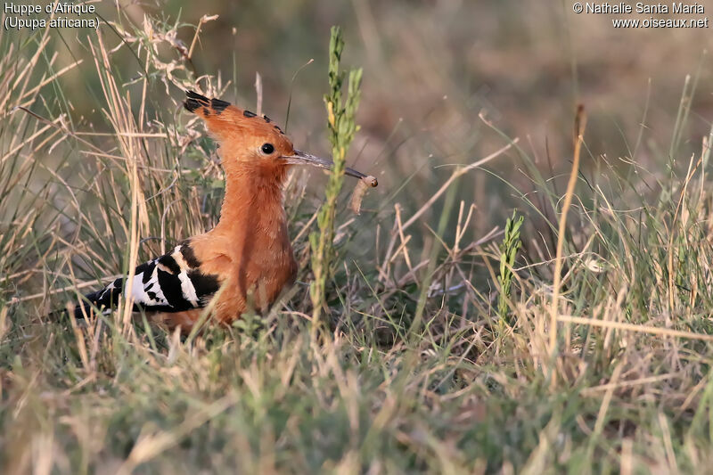 African Hoopoe male adult, identification, habitat, Reproduction-nesting