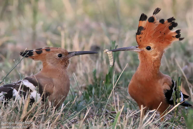 African Hoopoeadult, feeding habits, Reproduction-nesting, Behaviour