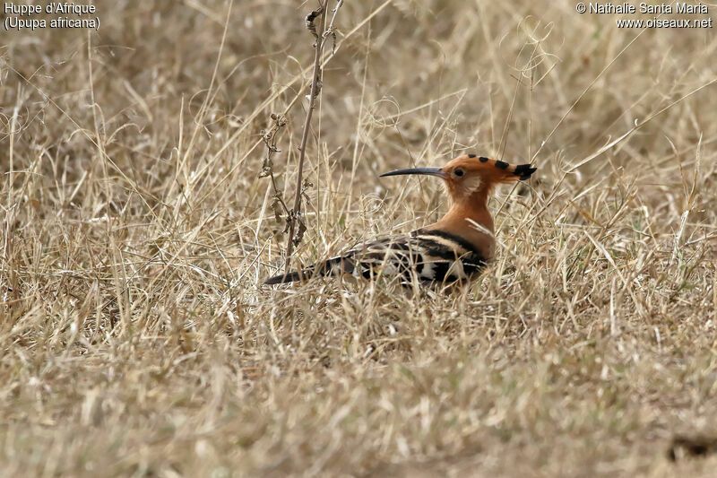 African Hoopoeadult, identification, habitat