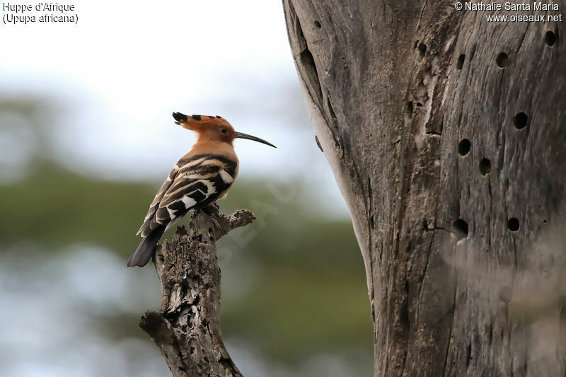 African Hoopoeadult, identification, habitat