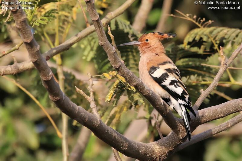 Huppe d'Afriqueadulte, identification