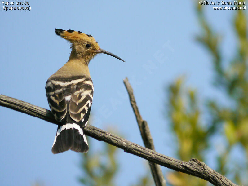 Eurasian Hoopoeadult