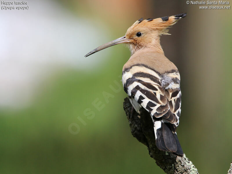 Huppe fasciéeadulte, identification, Comportement