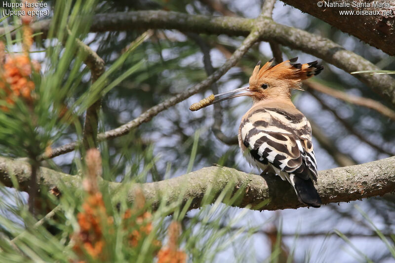 Eurasian Hoopoe male adult, identification, habitat, feeding habits, Reproduction-nesting