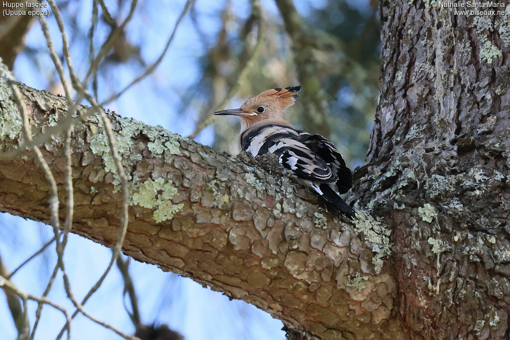 Eurasian Hoopoe