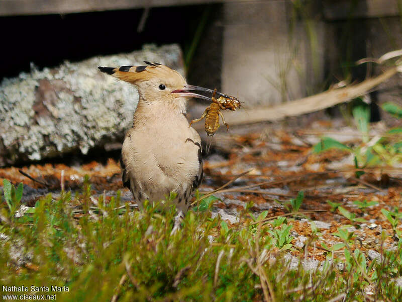 Huppe fasciéeadulte, régime, mange, Comportement