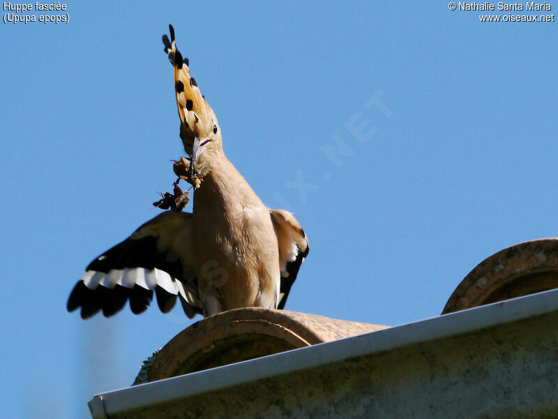 Eurasian Hoopoe male adult, Reproduction-nesting, Behaviour