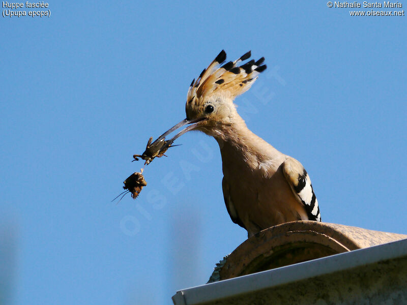 Eurasian Hoopoe male adult, Reproduction-nesting, Behaviour