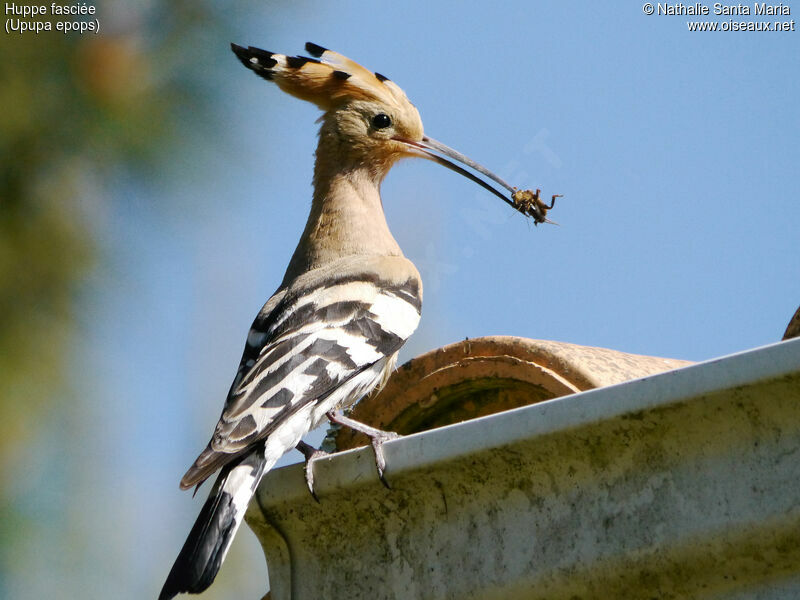 Eurasian Hoopoe male adult, Reproduction-nesting, Behaviour