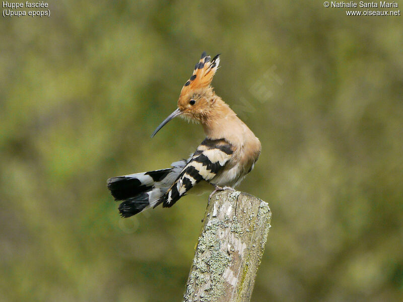 Eurasian Hoopoe female adult