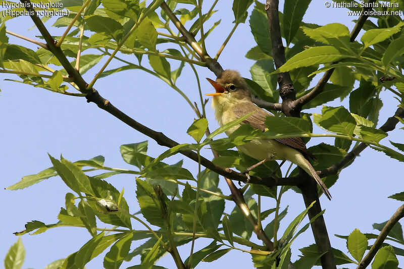 Hypolaïs polyglotte mâle adulte, identification, habitat, chant