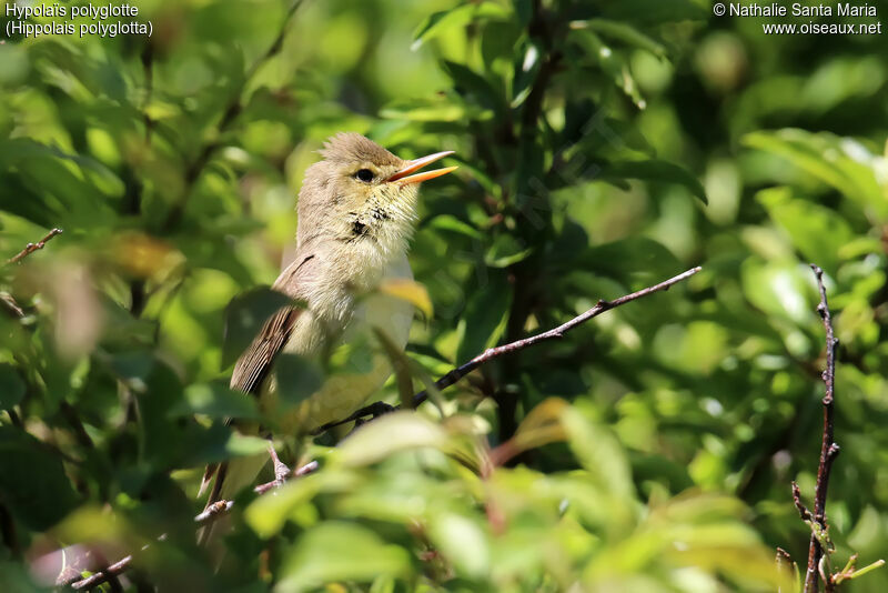 Melodious Warbleradult, identification, song