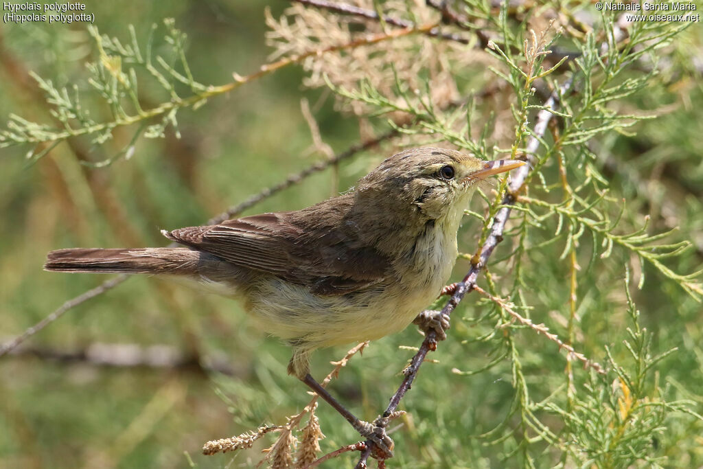 Hypolaïs polyglotteadulte, identification