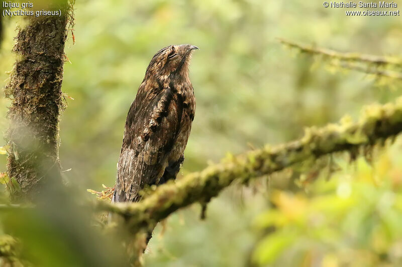 Ibijau grisadulte, identification