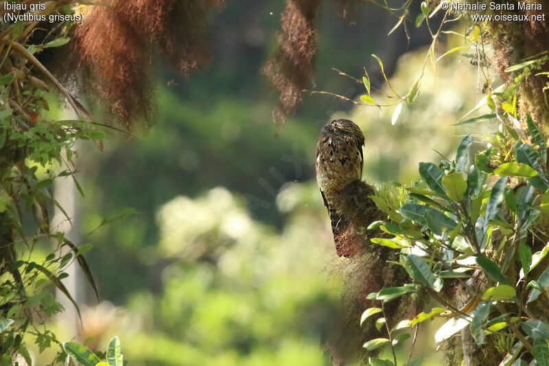 Ibijau grisadulte, habitat