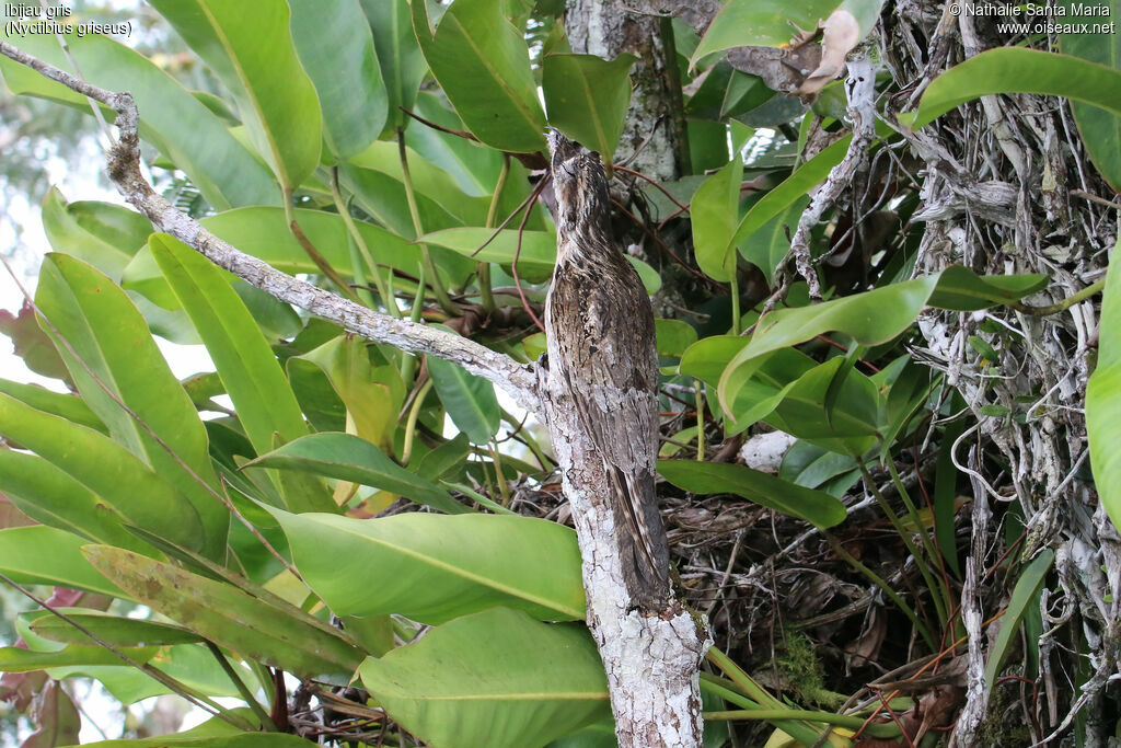 Ibijau grisadulte, identification, camouflage, Nidification