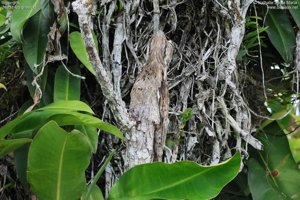 Ibijau grisadulte, identification, camouflage