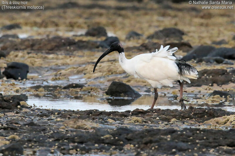 Australian White Ibisadult breeding, identification, walking