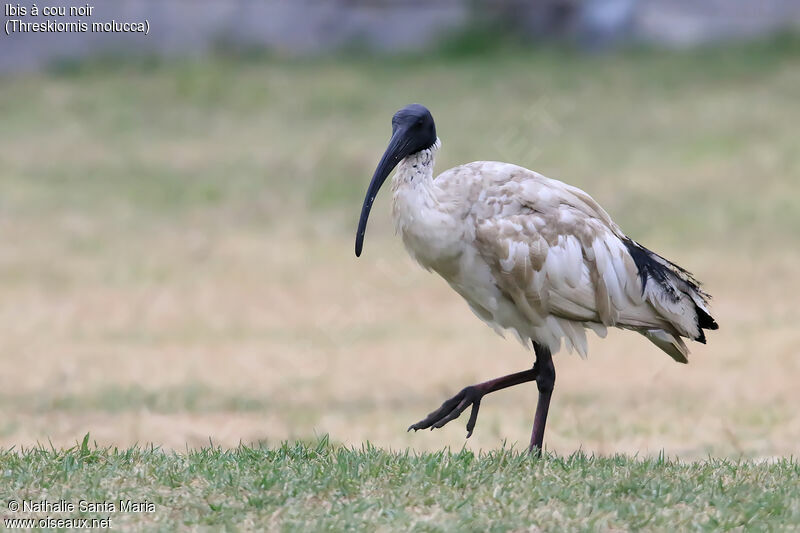 Australian White Ibisadult breeding, identification, walking