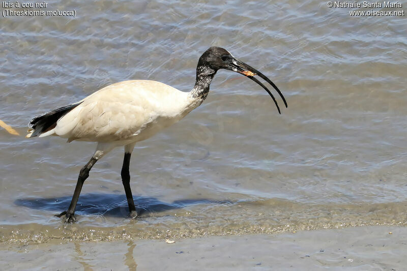 Australian White Ibisadult, identification, walking, eats