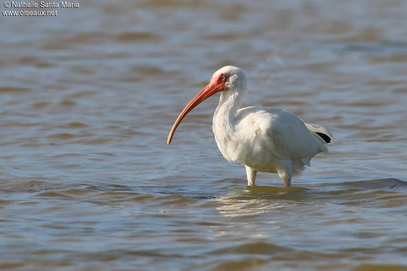 American White Ibisadult, identification