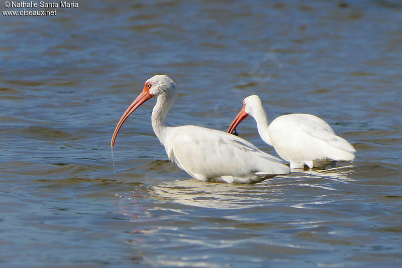 Ibis blancadulte, identification, pêche/chasse