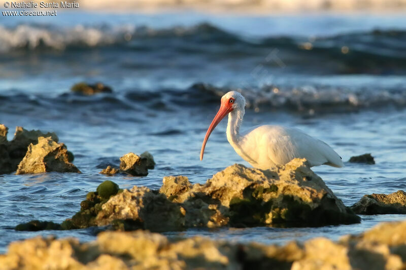 American White Ibisadult, habitat, walking