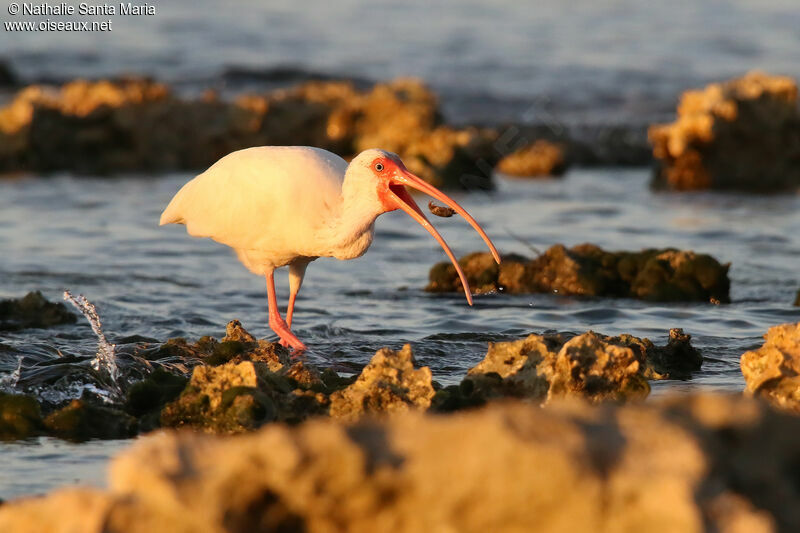 Ibis blancadulte, identification, régime, mange